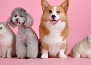 ¿Habrá en México un reforma para reconocer los derechos de los animales?