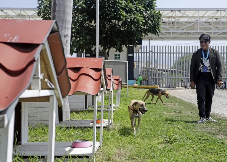 MEX8198. TEHUACÁN (MÉXICO), 25/06/2023.- Estudiantes conviven con perros rescatados en el proyecto "Colonia Dogtores", dentro de la Universidad Tecnológica de Tehuacán, el 15 de junio de 2023 en el estado de Puebla (México). La Colonia Dogtores, un proyecto que simula un barrio de animales rescatados, da esperanza de vida a los perros callejeros de Puebla, estado del centro de México. EFE/Hilda Ríos