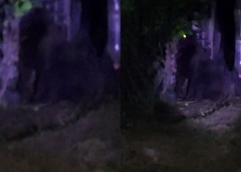 Te decimos que pasó con el gorila desaparecido en Hidalgo