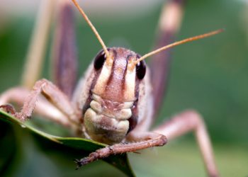 ¿Plaga de grillos en Estados Unidos? Aquí las imágenes