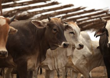 La Sader y Nuevo León van por clasificación para exportar ganado bovino