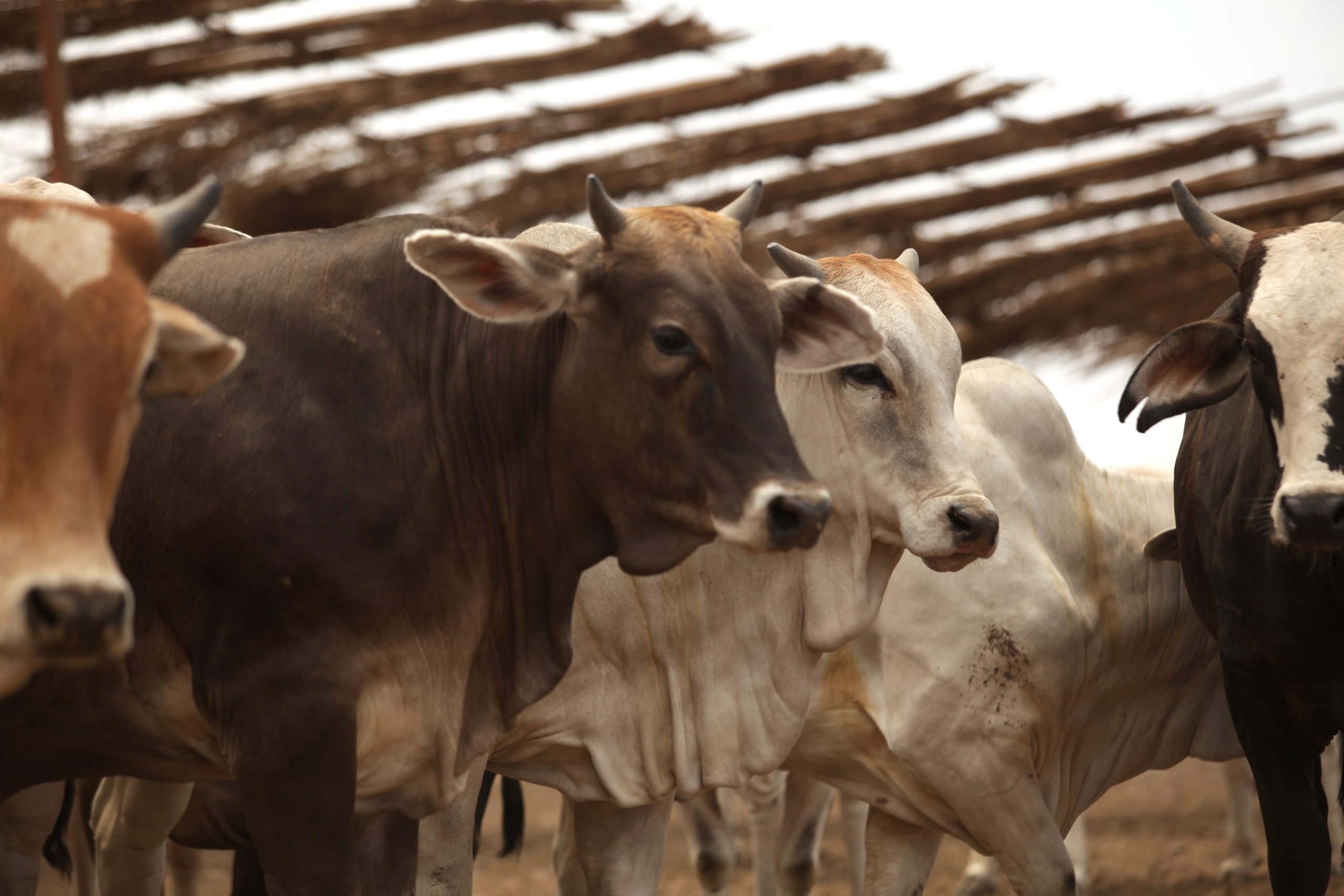 La Sader y Nuevo León van por clasificación para exportar ganado bovino