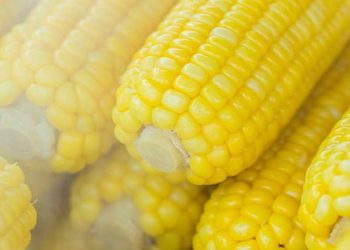 ¿En qué consiste el programa de mejoramiento genético del maíz hecho por científicos de la UNAM y qué beneficios traerán?