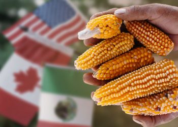 Canadá se suma a consultas por maíz transgénico de México