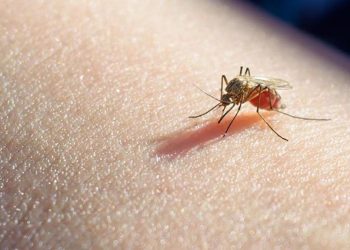 Este país emite alerta por casos de transmisión local de malaria