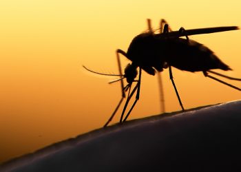 Autoridades estadounidenses detectan un caso de transmisión local de malaria en esta estado
