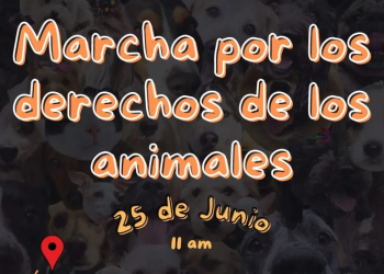 CDMX: Esto es lo que debes saber sobre la marcha por los animales