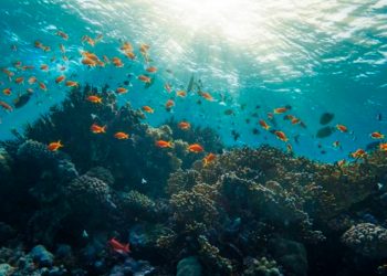 Este es el porcentaje de especies marinas que se encuentra en peligro de extinción