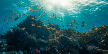 Este es el porcentaje de especies marinas que se encuentra en peligro de extinción
