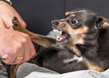 ¿Qué detona que los perros muerdan?