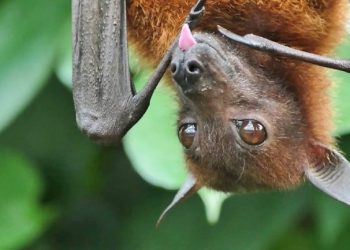 ¿Analizar murciélagos podría ayudar a identificar posibles coronavirus patógenos? Esto dicen investigadores