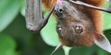 ¿Analizar murciélagos podría ayudar a identificar posibles coronavirus patógenos? Esto dicen investigadores