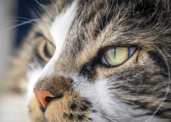 ¿La nariz de los gatos puede funcionar como un equipo de análisis químico? Esto dice un estudio