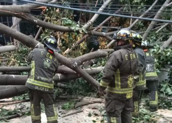 Cae árbol de más de 30 metros en Benito Juárez