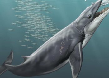 Nueva especie de ballena dentada primitiva