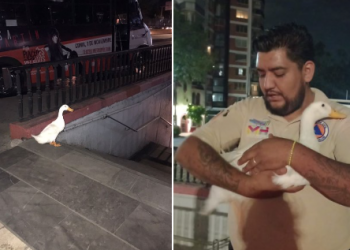 Patito en fuga, planeaba escapar en Metro
