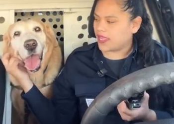 Este perrito policía se jubiló luego de nueve años de servicio