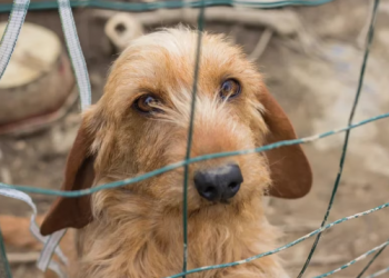 Rescataron a decenas de perritos de una casa en Coyoacán