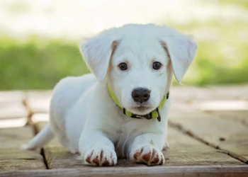 ¿Cómo generar una mejor convivencia con las mascotas? Un especialista nos explica