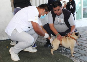 Uno como sea, pero los lomitos y los michis… arranca Jornada de Vacunación