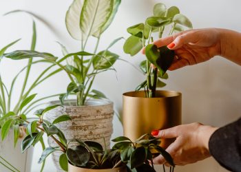 ¿Sabes cuáles son los beneficios de tener plantas en tu casa o escuela? Aquí te decimos
