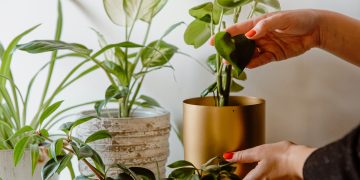 ¿Sabes cuáles son los beneficios de tener plantas en tu casa o escuela? Aquí te decimos