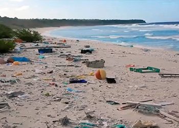 25 mil especies de fauna marina se extinguen anualmente