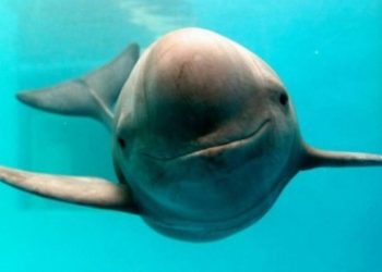 México anuncia cambios regulatorios para reforzar protección de vaquita marina y totoaba