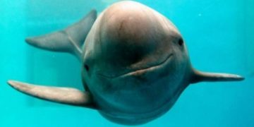 México anuncia cambios regulatorios para reforzar protección de vaquita marina y totoaba