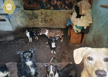 Policía capitalina rescata a 18 perritos; hay un detenido