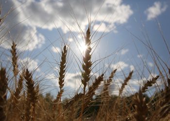 La ONU acusa a Rusia de poner en riesgo la seguridad alimentaria en el mundo