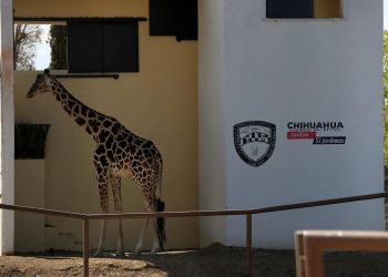 Una jirafa maltratada despierta indignación en México