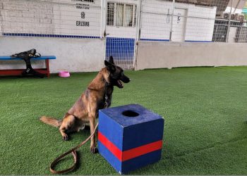 “Randy” y “Duncan”, dos pastores belgas que se incorporarán a la policía capitalina