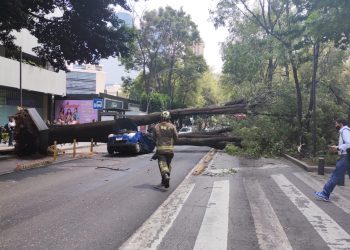 VIDEO: Árbol de más de 20 metros cae sobre un auto en Insurgentes