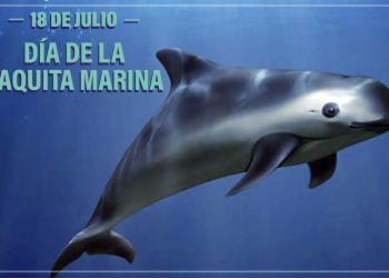 Día Internacional de la Vaquita Marina