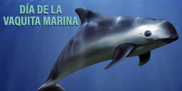 Día Internacional de la Vaquita Marina
