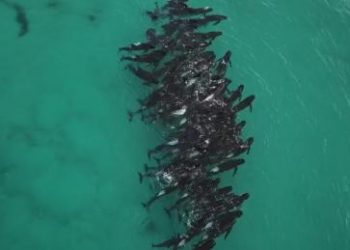 Mueren 51 ballenas tras quedar varadas