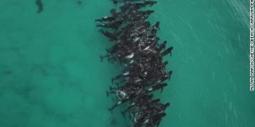 Mueren 51 ballenas tras quedar varadas