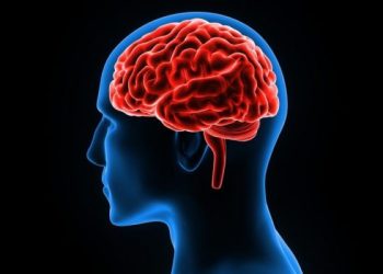 ¿Cómo podemos prevenir y tratar enfermedades cerebrales frecuentes? Esto dijo un experto