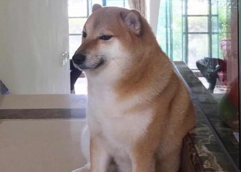 ¡Nooo! El famoso perrito Cheems padece cáncer