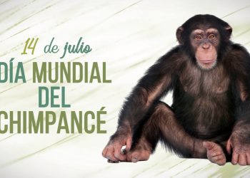 Día Mundial del Chimpancé