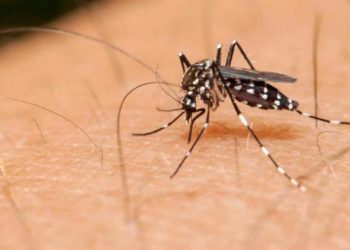 Confirman 8 casos de dengue en Hidalgo