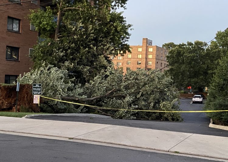 AME6552. WASHINGTON (ESTADOS UNIDOS), 29/07/2023.- Fotografía de árboles caído en una zona residencial a causa de fuertes tormentas y vientos, que llegaron a soplar con una fuerza de hasta 140 kilómetros por hora, hoy en Washington (EE. UU). Las tormentas dejaron este sábado a unas 200.000 personas sin electricidad en la capital de Estados Unidos y su área metropolitana, según el portal especializado PowerOutage.US. Las fuertes ráfagas de viento derribaron árboles y postes de electricidad tanto en Washington, como en los dos estados colindantes: Virginia y Maryland. EFE/ Beatriz Pascual