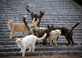 ¿Gatos con gripe aviar? Esto dice la OMS