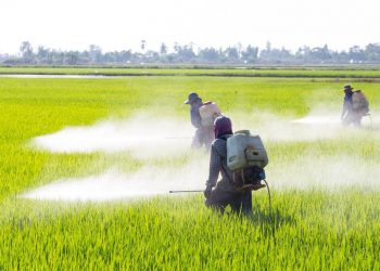 Denuncian importación ilegal de glifosfato