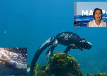 Talento Mexicano: Te contamos la historia de la nadadora Mariel Hawley