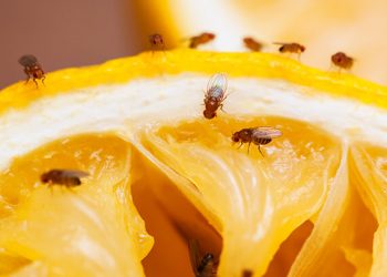 ¿Las moscas son capaces de reproducirse sin ayuda de un macho?