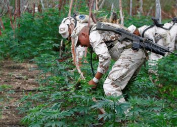 Esto dijo AMLO sobre reporte de la ONU que señala aumento de narcotráfico