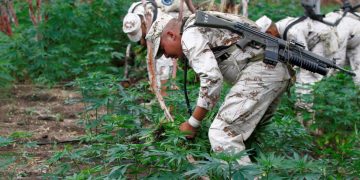Esto dijo AMLO sobre reporte de la ONU que señala aumento de narcotráfico
