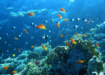 ¿La minería submarina es una amenaza para los océanos?